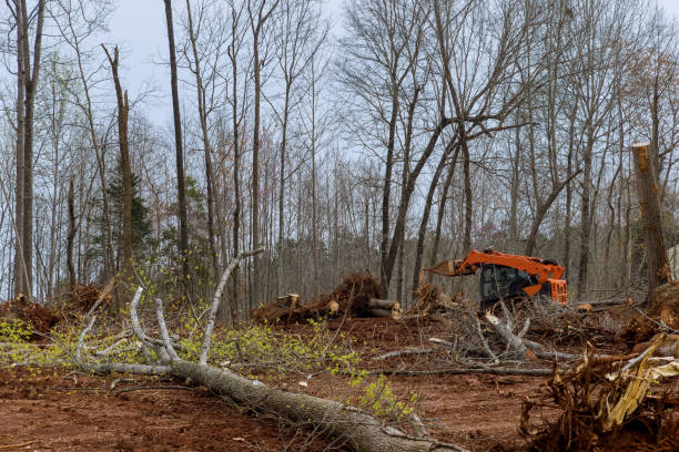 Tiburon, CA Tree Services Company