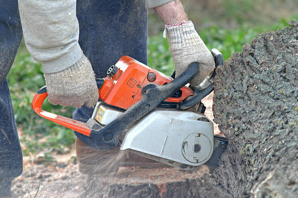 Best Fruit Tree Pruning  in Tiburon, CA